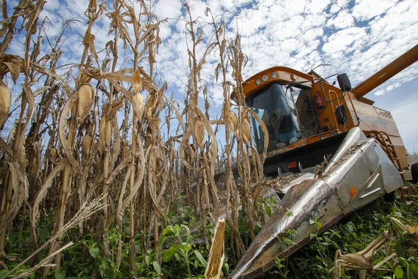 ブラジルの田舎でトウモロコシの収穫をする機械 — ストック写真