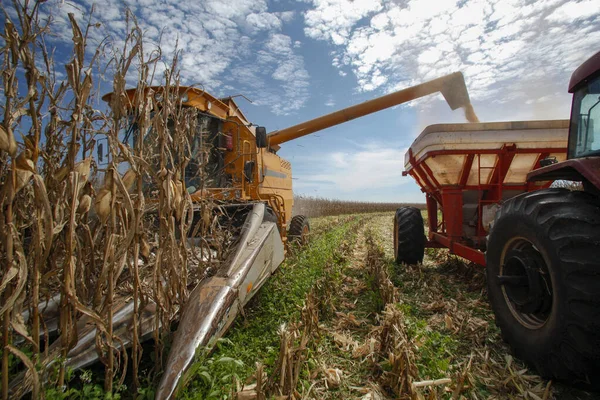 Maschine Macht Die Maisernte Auf Dem Land Brasilien — Stockfoto