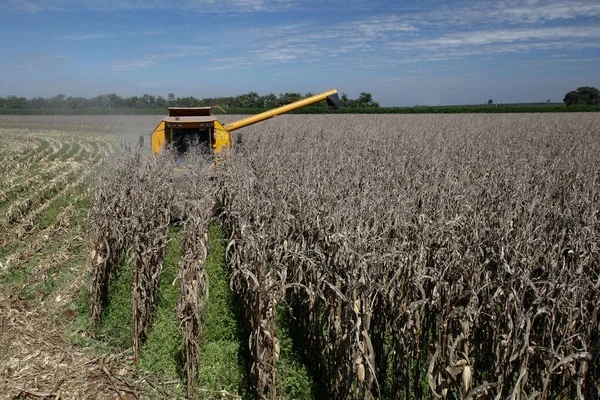 Mesin Membuat Panen Jagung Pedesaan Brazil — Stok Foto