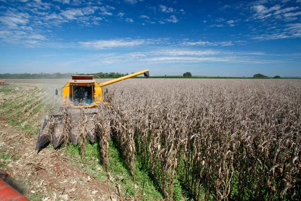Gép Termeli Kukoricát Brazil Vidéken — Stock Fotó