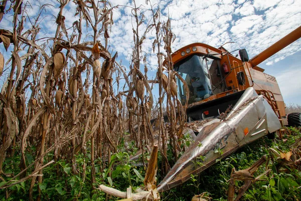 Maszyna Sprawia Zbiory Kukurydzy Wsi Brazylii — Zdjęcie stockowe