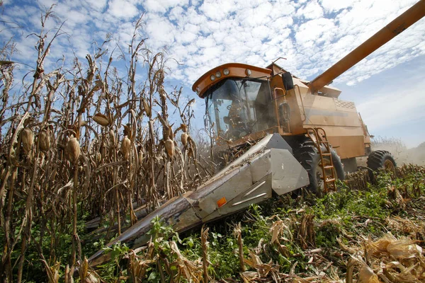 Machine Fait Récolte Maïs Dans Campagne Brésil — Photo