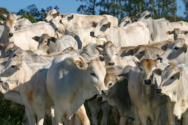 Gado Nelore Confinamento Uma Fazenda Interior Brasil Bovinos Engorda — Fotografia de Stock