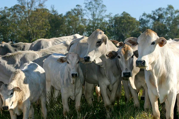 Gado Nelore Confinamento Uma Fazenda Interior Brasil Bovinos Engorda — Fotografia de Stock