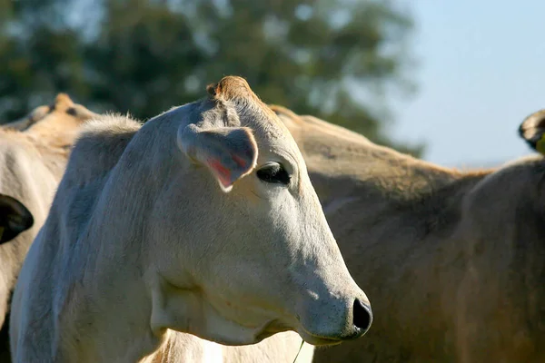 Bétail Nellore Confinement Dans Une Ferme Dans Campagne Brésil Bovins — Photo