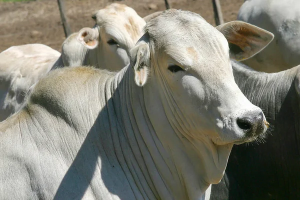Rinder Nellore Gefangenschaft Auf Einem Bauernhof Der Landschaft Brasiliens Mastvieh — Stockfoto
