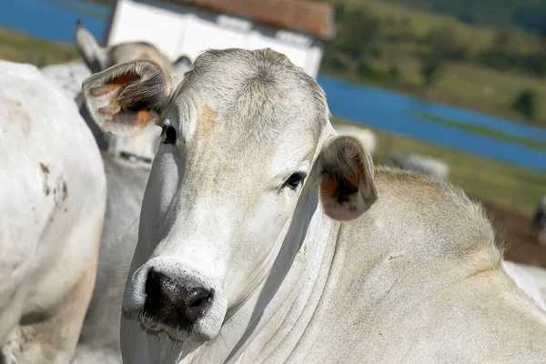 Dobytek Nellore Uvězněný Farmě Brazílii Skot Výkrm — Stock fotografie