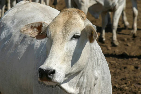 Rinder Nellore Gefangenschaft Auf Einem Bauernhof Der Landschaft Brasiliens Mastvieh — Stockfoto