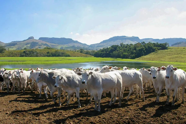Βοοειδή Nellore Υπό Περιορισμό Μια Φάρμα Στην Ύπαιθρο Της Βραζιλίας — Φωτογραφία Αρχείου