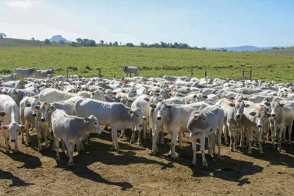 Cattle Nellore Confinement Farm Countryside Brazil Cattle Fattening — Stock Photo, Image