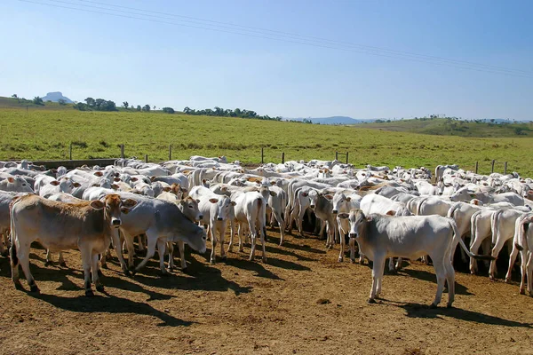 内洛尔牛被监禁在巴西农村的一个农场里 育肥的牛 — 图库照片