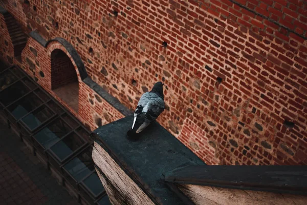 Одинокий голубь храма, голубь на фоне кирпичной стены Стоковое Изображение