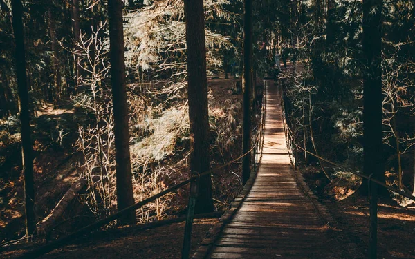 Ponte sospeso nella pineta. Tempo soleggiato e sagome di alberi scuri — Foto Stock