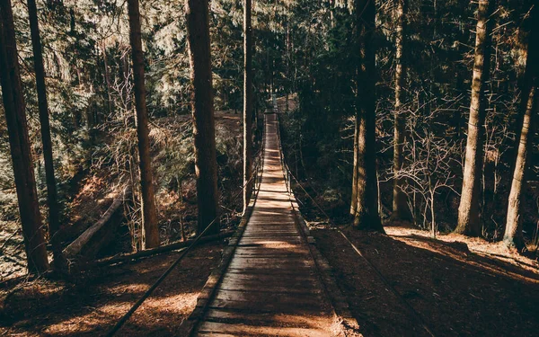 Ponte suspensa na floresta de pinheiros. Tempo ensolarado e silhuetas de árvores escuras — Fotografia de Stock