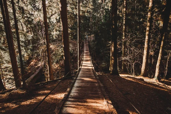 Ponte suspensa na floresta de pinheiros. Tempo ensolarado e silhuetas de árvores escuras. Zubrovnik em Toksovo — Fotografia de Stock