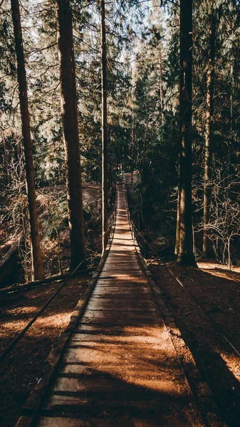 Çam ormanındaki asma köprü. Güneşli hava ve karanlık ağaç siluetleri — Stok fotoğraf