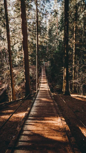 Çam ormanındaki asma köprü. Güneşli hava ve karanlık ağaç siluetleri — Stok fotoğraf