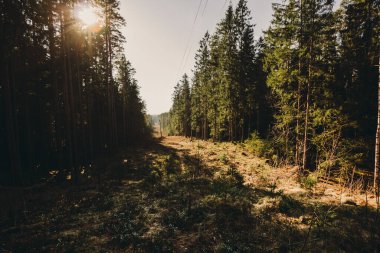 Sabahları ağaçların arasından güneş parlarken kozalaklı bir orman. Yol boyunca kablolar