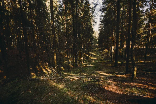 숲 속 의나무들 과 나무 그늘 사이로 햇살 이비치고 있다 — 스톡 사진