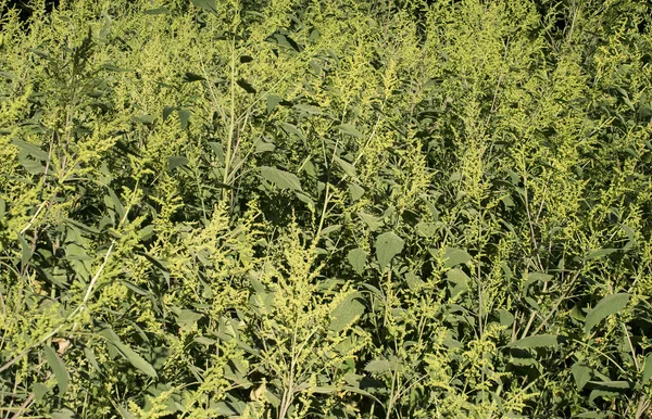 Iva Xanthiifolia Cyclachaena Xanthiifolia Gigantický Honec Bažinný Stařešina Zelené Pozadí — Stock fotografie