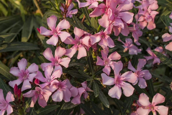 Różowe Oleander Kwiaty Róża Zatoka Pachnący Oleander Oleander Nerium Słoneczny — Zdjęcie stockowe