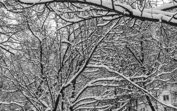 Winterliche Zweige Die Mit Schnee Bedeckt Sind Hintergrund Winterstadt — Stockfoto