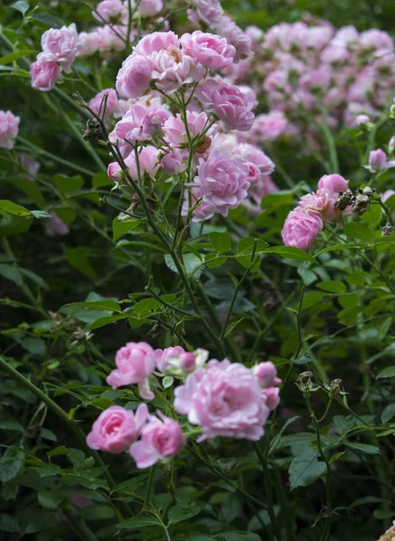 Cespuglio Rose Con Piccoli Fiori Rosa Chiaro — Foto Stock