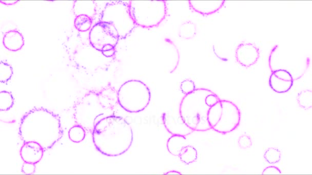 Rajz kör formák, a fehér háttér-animáció - hurok lila