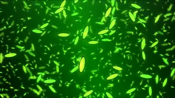 Pétales de fleurs tournantes colorées dans le vent - Loop Green — Video