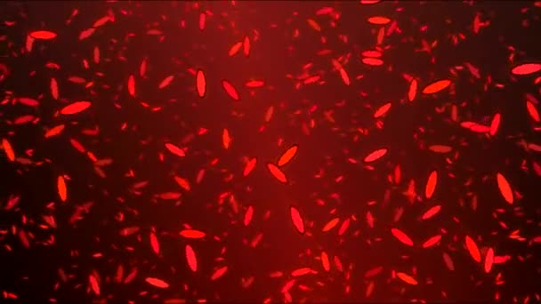 Coloridos pétalos de flores giratorias en el viento - Loop Red — Vídeo de stock