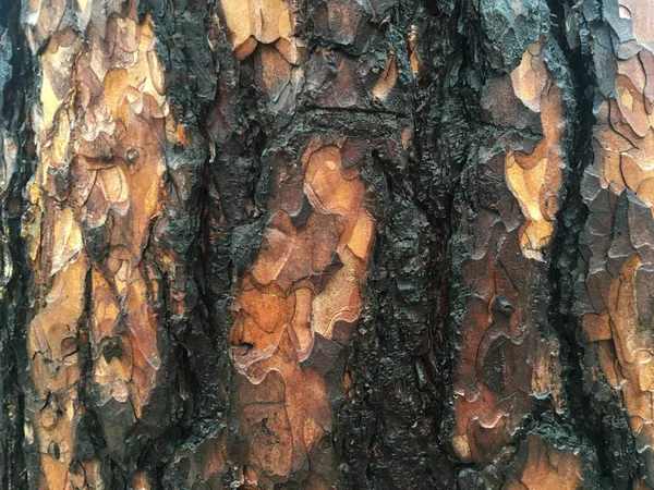 Schwarze Und Orangefarbene Eichenrinde Aufgehellt Von Der Sonne Wald Makroschießen — Stockfoto