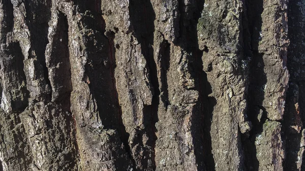 Mörkbrun Gammal Som Lyser Upp Solen Skogen Makroskjutning Bakgrund — Stockfoto