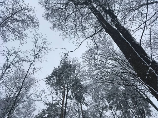 Ormanda ağaçlar ve dallar, karla kaplı. Gökyüzü açık. Kış. Şubat