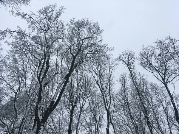 Δέντρα Και Κλαδιά Στο Δάσος Καλυμμένα Χιόνι Καθαρός Ουρανός Χειμώνας — Φωτογραφία Αρχείου