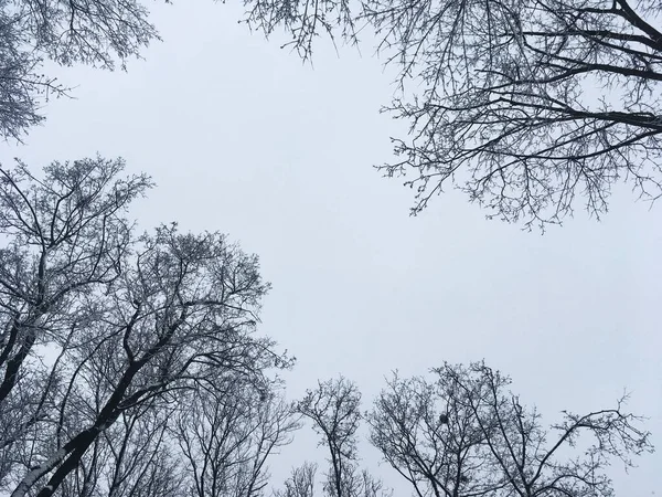 森林里被雪覆盖着的树和树枝 晴朗的天空 — 图库照片