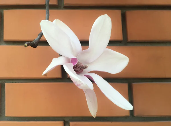 Magnolia Blanche Sur Branche Arbre Avec Brique Rouge Sur Fond — Photo