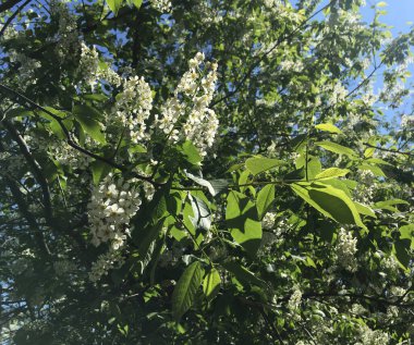 Yeşil yapraklarla açan erik ağacı ve açık mavi gökyüzü