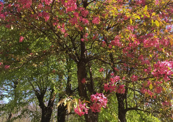 Pommier Sauvage Fleurissant Avec Des Feuilles Rouges Fin Avril — Photo