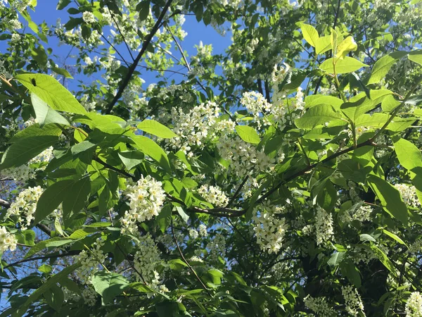 Prunier Fleurissant Avec Des Feuilles Vertes Ciel Bleu Clair — Photo