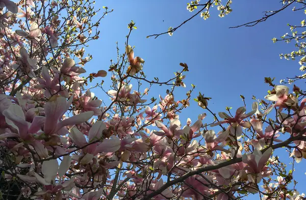 Magnolia Rose Blanc Fleurissant Fin Avril — Photo