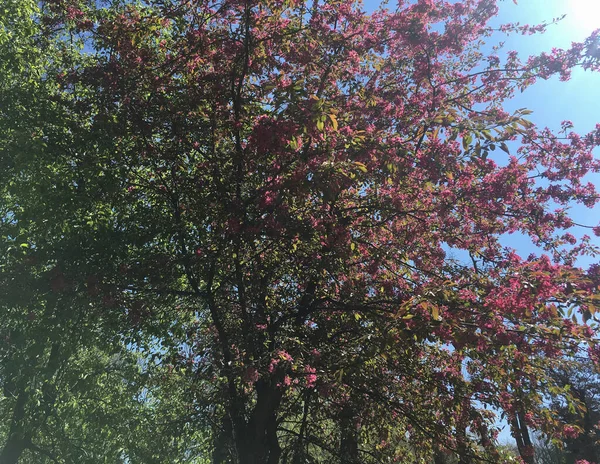 Pommier Sauvage Fleurissant Avec Des Feuilles Rouges Fin Avril — Photo