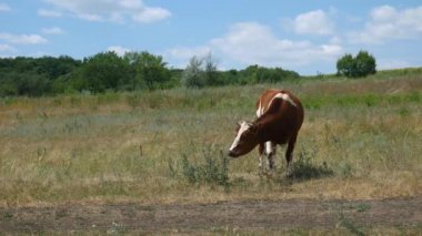 Köyün yakınındaki tarlada kırmızı ve beyaz bir inek otların üzerinde çiçek yiyor. 4K Ultra HD