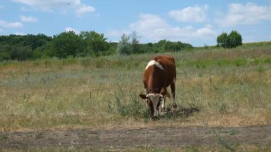 Köyün yakınındaki tarlada yaşayan kırmızı ve beyaz bir inek ot yiyor. 4K Ultra HD
