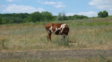 Köyün yakınındaki tarlada kırmızı ve beyaz bir inek arka bacağını yalıyor. 4K Ultra HD