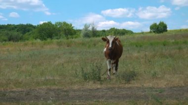 Köy yolunun yakınındaki tarlada kırmızı ve beyaz bir inek toynaklarını yere sürüyor. Kanat uçup gidiyor. 4K Ultra HD