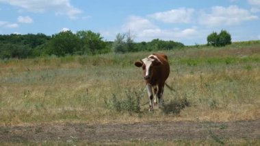 Köyün yakınındaki tarlada dilini gösteren kırmızı ve beyaz bir inek. 4K Ultra HD