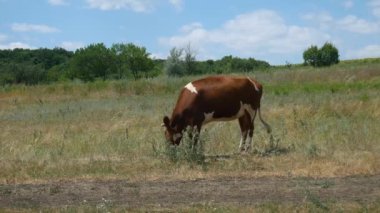 Köy yolunun yakınındaki tarlada kırmızı ve beyaz bir inek yana dönüyor ve kendini yalıyor. 4K Ultra HD