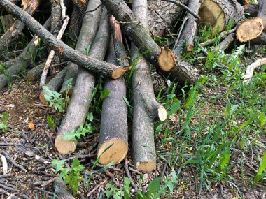 Ormandaki çimlerin arasında kesilmiş kütükler.