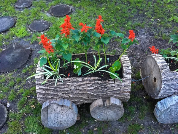 Salvia Splendens Röda Blommor Planterade Inne Stocken Med Ogräs Parken — Stockfoto