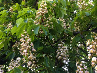Yeşil yapraklı kestane. Nisan, Bahar. Makro çekim